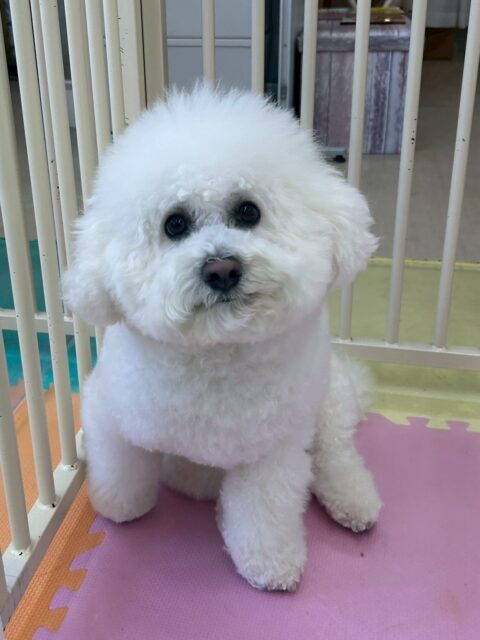 ピピちゃん🐶
リラちゃんやニッカちゃんと挨拶していました😄
お散歩トレーニングでは上手に隣について歩いたり、カットやお手入れ頑張っていました🙌
🐾🐶愛犬のお悩みご相談ください🐶🐾
@kenkohmura_official
 ↑フォロー待ってます↑

〒955-0091 新潟県三条市上須頃大割４２８−１
☎︎ 0256-35-2571
✉️ info@kenkohmura.jp
HP: https://kenkohmura.jp
LINE: https://lin.ee/7LIz5sb

#犬幸村#犬の幼稚園 #吠える噛む #犬のしつけ #トイレ
 ビションフリーゼ ビションフリーゼかわいい ビションフリーゼ大好き