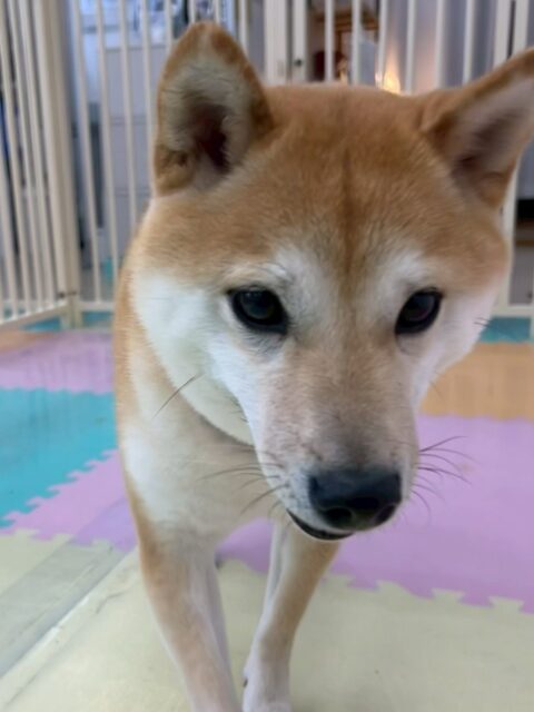 寅丸ちゃん🐶
モコちゃんやポコちゃんを遊びに誘っていたり楽しそうに幼稚園の中走っていました🎶
午後からは疲れたのかまったり過ごしていました！
🐾🐶愛犬のお悩みご相談ください🐶🐾
@kenkohmura_official
 ↑フォロー待ってます↑

〒955-0091 新潟県三条市上須頃大割４２８−１
☎︎ 0256-35-2571
✉️ info@kenkohmura.jp
HP: https://kenkohmura.jp
LINE: https://lin.ee/7LIz5sb

#犬幸村#犬の幼稚園 #吠える噛む #犬のしつけ #トイレ
 豆柴 豆柴かわいい 豆柴大好き