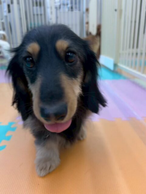 カルムちゃん🐶
ポコちゃんと挨拶したりププちゃんが気に入ったみたいで楽しそうに遊んでいました🎶
🐾🐶愛犬のお悩みご相談ください🐶🐾
@kenkohmura_official
 ↑フォロー待ってます↑

〒955-0091 新潟県三条市上須頃大割４２８−１
☎︎ 0256-35-2571
✉️ info@kenkohmura.jp
HP: https://kenkohmura.jp
LINE: https://lin.ee/7LIz5sb

#犬幸村#犬の幼稚園 #吠える噛む #犬のしつけ #トイレ
 カニヘンダックス カニヘンダックスかわいい カニヘンダックス大好き