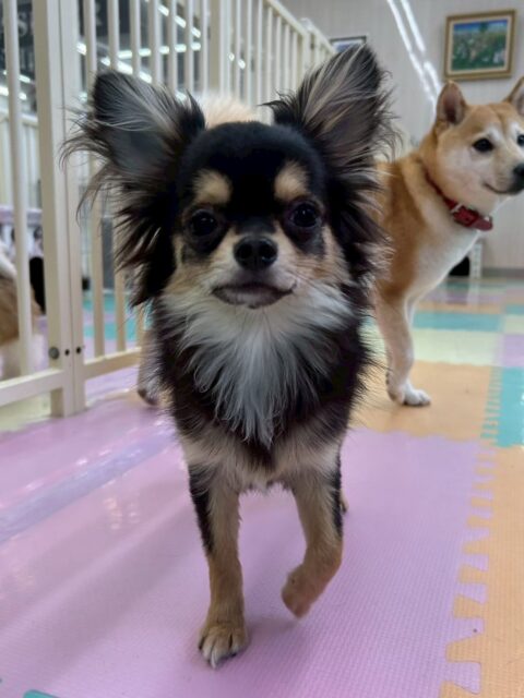 きりまるちゃん&まろちゃん🐶
きりまるちゃんはニコペットにいるシーズーちゃんやププちゃんと楽しそうに遊んでいました✨
まろちゃんはきりまるちゃんと遊んだり、他の子達と挨拶できていました😊
🐾🐶愛犬のお悩みご相談ください🐶🐾
@kenkohmura_official
 ↑フォロー待ってます↑

〒955-0091 新潟県三条市上須頃大割４２８−１
☎︎ 0256-35-2571
✉️ info@kenkohmura.jp
HP: https://kenkohmura.jp
LINE: https://lin.ee/7LIz5sb

#犬幸村#犬の幼稚園 #吠える噛む #犬のしつけ #トイレ
 チワワ チワワかわいい チワワ大好き