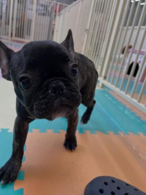 幼稚園体験に来てくれました🐶
1頭目の子はとてもフレンドリーでチャリーちゃんやニッカちゃんと走り回っていました✨
⁡
2頭目の子は緊張していましたがなれてくると自分から挨拶したりと頑張っていました🙌
🐾🐶愛犬のお悩みご相談ください🐶🐾
@kenkohmura_official
 ↑フォロー待ってます↑

〒955-0091 新潟県三条市上須頃大割４２８−１
☎︎ 0256-35-2571
✉️ info@kenkohmura.jp
HP: https://kenkohmura.jp
LINE: https://lin.ee/7LIz5sb

#犬幸村#犬の幼稚園 #吠える噛む #犬のしつけ #トイレ⁡
フレンチブルドッグ フレンチブルドッグかわいい トイプードル トイプードル大好き