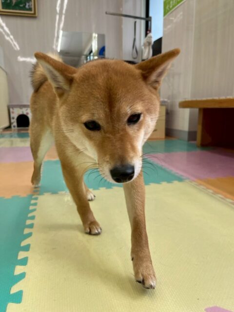 のりまきちゃん🐶
本日は、ジョージちゃんやププちゃん、ぽん太達と走り回ったり、ワンプロをしたりして楽しんでいました🤭
スタッフとの手遊びもかなり白熱していて良い試合になりました👍
🐾🐶愛犬のお悩みご相談ください🐶🐾
@kenkohmura_official
↑フォロー待ってます↑
〒955-0091 新潟県三条市上須頃大割428−1
☎︎ 0256-35-2571
✉️ info@kenkohmura.jp
HP: https://kenkohmura.jp
LINE: https://lin.ee/7LIz5sb
#犬幸村#犬の幼稚園 #吠える、噛む #犬のしつけ #トイレ
柴犬柴犬可愛い柴犬大好き柴犬倶楽部