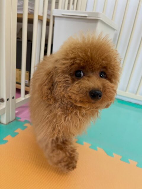 ププちゃん🐶
カメラを向けるとカメラに向かって歩いていてとても可愛かったです😊
お散歩トレーニングではルンルンで楽しそうでした✨
🐾🐶愛犬のお悩みご相談ください🐶🐾
@kenkohmura_official
 ↑フォロー待ってます↑

〒955-0091 新潟県三条市上須頃大割４２８−１
☎︎ 0256-35-2571
✉️ info@kenkohmura.jp
HP: https://kenkohmura.jp
LINE: https://lin.ee/7LIz5sb

#犬幸村#犬の幼稚園 #吠える噛む #犬のしつけ #トイレ
 トイプードル トイプードル大好き トイプードルかわいい