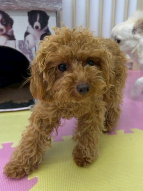 ルナちゃん🐶
ニコペットにいるチワワちゃんと挨拶できたりしていました👏
少しずつですが動きまわれたり挨拶できるようになったりと頑張っています！！
🐾🐶愛犬のお悩みご相談ください🐶🐾
@kenkohmura_official
 ↑フォロー待ってます↑

〒955-0091 新潟県三条市上須頃大割４２８−１
☎︎ 0256-35-2571
✉️ info@kenkohmura.jp
HP: https://kenkohmura.jp
LINE: https://lin.ee/7LIz5sb

#犬幸村#犬の幼稚園 #吠える噛む #犬のしつけ #トイレ
 トイプードル トイプードルかわいい トイプードル大好き