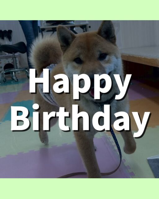 チャリーちゃん🐶
お誕生日おめでとうございます🎂👏🏻
ニコラちゃんや体験に来たこと遊んだり、まめちゃんと激しくおしゃべりしていました☺️
お散歩トレーニングでは引っ張っりありましたが歩いてるうちに落ち着いて歩くことができていました✨
🐾🐶愛犬のお悩みご相談ください🐶🐾
@kenkohmura_official
 ↑フォロー待ってます↑

〒955-0091 新潟県三条市上須頃大割４２８−１
☎︎ 0256-35-2571
✉️ info@kenkohmura.jp
HP: https://kenkohmura.jp
LINE: https://lin.ee/7LIz5sb

#犬幸村#犬の幼稚園 #吠える噛む #犬のしつけ #トイレ⁡
 柴犬 柴犬かわいい 柴犬大好き