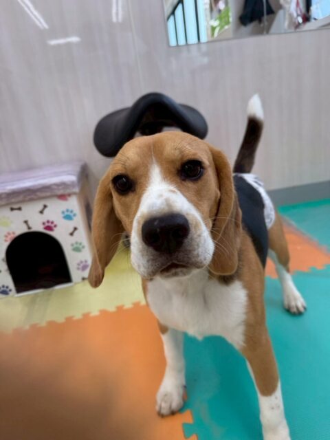 ジョージちゃん🐶
本日は、こまちゃんにずーっとかまってアピールをしたり、
ニコペットのスタンダードプードル、ぽん太達とワンプロをしたりしてはしゃぎ回っていました🤭
🐾🐶愛犬のお悩みご相談ください🐶🐾
@kenkohmura_official
↑フォロー待ってます↑
〒955-0091 新潟県三条市上須頃大割428−1
☎︎ 0256-35-2571
✉️ info@kenkohmura.jp
HP: https://kenkohmura.jp
LINE: https://lin.ee/7LIz5sb
#犬幸村#犬の幼稚園 #吠える、噛む #犬のしつけ #トイレ
ビーグルビーグル可愛いビーグル大好きビーグル倶楽部