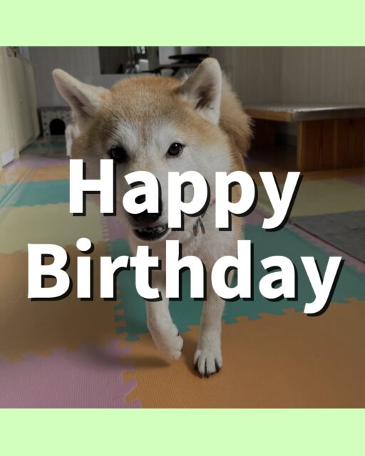 まめちゃん🐶
⁡お誕生日おめでとうございます🎂👏🏻
チャリーちゃんと激しくおしゃべりしたり、やん丸に遊びに誘われていました😆
🐾🐶愛犬のお悩みご相談ください🐶🐾
@kenkohmura_official
 ↑フォロー待ってます↑

〒955-0091 新潟県三条市上須頃大割４２８−１
☎︎ 0256-35-2571
✉️ info@kenkohmura.jp
HP: https://kenkohmura.jp
LINE: https://lin.ee/7LIz5sb

#犬幸村#犬の幼稚園 #吠える噛む #犬のしつけ #トイレ⁡
 柴犬 柴犬かわいい 柴犬大好き
