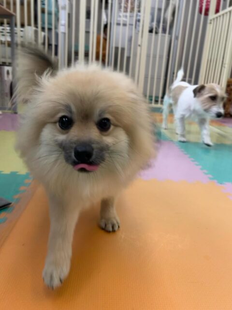 初来園のポン太ちゃん🐶
スタッフに名前呼ばれると嬉しそうに反応していました😆
お手入れやシャンプーとても上手にさせてくれていました✨
🐾🐶愛犬のお悩みご相談ください🐶🐾
@kenkohmura_official
 ↑フォロー待ってます↑

〒955-0091 新潟県三条市上須頃大割４２８−１
☎︎ 0256-35-2571
✉️ info@kenkohmura.jp
HP: https://kenkohmura.jp
LINE: https://lin.ee/7LIz5sb

#犬幸村#犬の幼稚園 #吠える噛む #犬のしつけ #トイレ
 ポメラニアン ポメラニアンかわいい ポメラニアン大好き