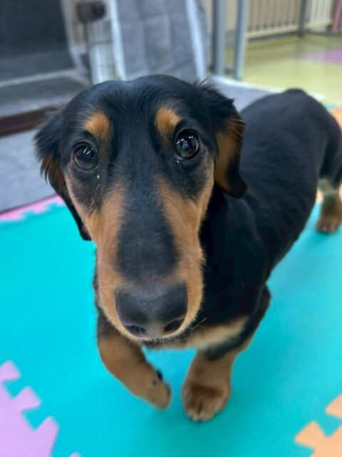 ももたろうちゃん🐶
ポコちゃんと挨拶したり、遊んでいる子達がいる所が気になったりしていました😁
🐾🐶愛犬のお悩みご相談ください🐶🐾
@kenkohmura_official
 ↑フォロー待ってます↑

〒955-0091 新潟県三条市上須頃大割４２８−１
☎︎ 0256-35-2571
✉️ info@kenkohmura.jp
HP: https://kenkohmura.jp
LINE: https://lin.ee/7LIz5sb

#犬幸村#犬の幼稚園 #吠える噛む #犬のしつけ #トイレ
 ミニチュアダックスフンド ミニチュアダックスフンドだいすき ミニチュアダックスフンドかわいい