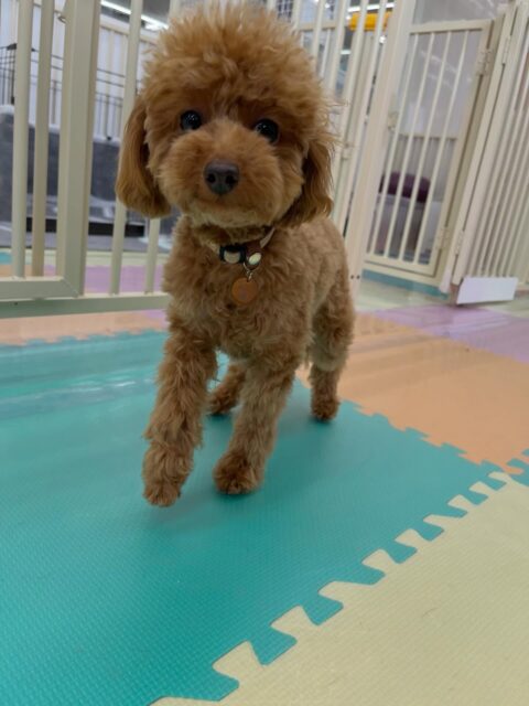 ルナちゃん🐶
いつもより動けていてココちゃんやニッカちゃんと挨拶していました☺️
🐾🐶愛犬のお悩みご相談ください🐶🐾
@kenkohmura_official
 ↑フォロー待ってます↑

〒955-0091 新潟県三条市上須頃大割４２８−１
☎︎ 0256-35-2571
✉️ info@kenkohmura.jp
HP: https://kenkohmura.jp
LINE: https://lin.ee/7LIz5sb

#犬幸村#犬の幼稚園 #吠える噛む #犬のしつけ #トイレ
 トイプードル トイプードルかわいい トイプードル大好き