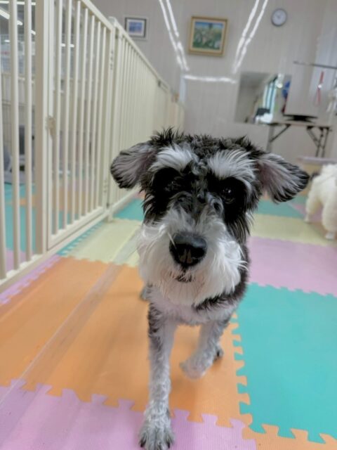 レオちゃん🐶
本日も園内ですごく楽しめていてみんなと走り回ったり、激しいワンプロなどをしたりして過ごしていました🤭
人間が大好きなようで膝に捕まって二足歩行で構ってアピールをしてきてくれました😍

🐾🐶愛犬のお悩みご相談ください🐶🐾
@kenkohmura_official
 ↑フォロー待ってます↑

〒955-0091 新潟県三条市上須頃大割４２８−１
☎︎ 0256-35-2571
✉️ info@kenkohmura.jp
HP: https://kenkohmura.jp
LINE: https://lin.ee/7LIz5sb

#犬幸村#犬の幼稚園 #吠える、噛む #犬のしつけ #トイレ
シュナシュナ大好きシュナウザーシュナウザー可愛いのシュナウザーくらび