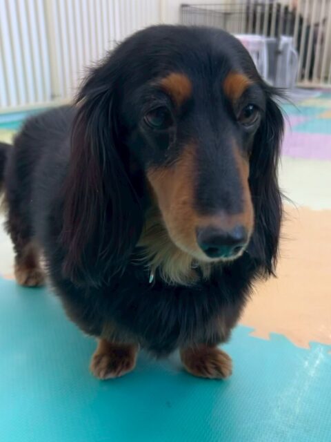 クッキーちゃん🐶
ももたろうちゃんが気になったみたいで臭い嗅いでいました😄
お散歩トレーニングではニコペットスタッフさんに触ってもらったりしていました😆
🐾🐶愛犬のお悩みご相談ください🐶🐾
@kenkohmura_official
 ↑フォロー待ってます↑

〒955-0091 新潟県三条市上須頃大割４２８−１
☎︎ 0256-35-2571
✉️ info@kenkohmura.jp
HP: https://kenkohmura.jp
LINE: https://lin.ee/7LIz5sb

#犬幸村#犬の幼稚園 #吠える噛む #犬のしつけ #トイレ
 ミニチュアダックスフンド ミニチュアダックスフンドかわいい ミニチュアダックスフンドだいすき