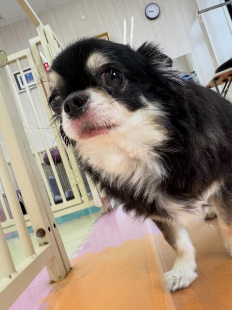 こまめちゃん🐶
本日は、ぽん太やももたろうちゃん達にちょっかいを出されてなんだよ‼️とブチギレていました🤭
ただキレている最中でもスタッフに呼ばれると嬉しそうな表情でこちらにきてくれました🤣

🐾🐶愛犬のお悩みご相談ください🐶🐾
@kenkohmura_official
 ↑フォロー待ってます↑

〒955-0091 新潟県三条市上須頃大割４２８−１
☎︎ 0256-35-2571
✉️ info@kenkohmura.jp
HP: https://kenkohmura.jp
LINE: https://lin.ee/7LIz5sb

#犬幸村#犬の幼稚園 #吠える、噛む #犬のしつけ #トイレ
チワワチワワ可愛いチワワ大好きチワワ倶楽部