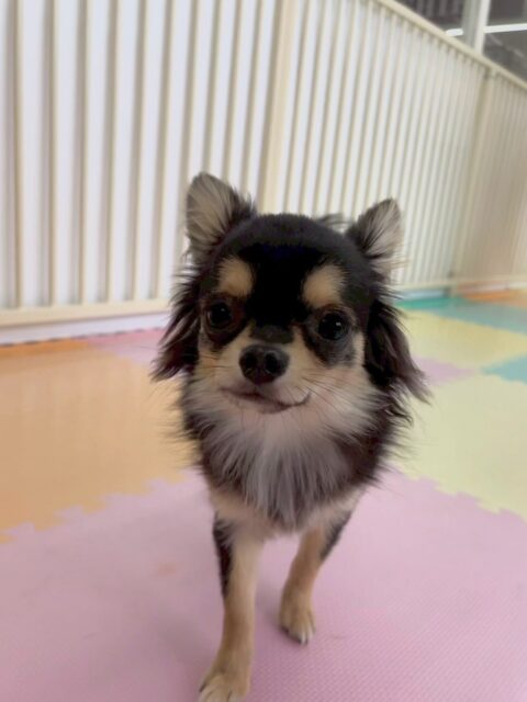 きりまるちゃん＆まろちゃん🐶
きりまるちゃんは、ププちゃん、ぽん太、ニコペットのちびっ子達と走り回ったり、激しいワンプロを楽しんだりして過ごしていました🤭

まろちゃんはみんなにたくさんお誘いを受けたり、挨拶をされたりしてすごく人気者でした👍たまに遊んだり、スタッフとの手遊びも楽しんでくれたようでよかったです👏

🐾🐶愛犬のお悩みご相談ください🐶🐾
@kenkohmura_official
 ↑フォロー待ってます↑

〒955-0091 新潟県三条市上須頃大割４２８−１
☎︎ 0256-35-2571
✉️ info@kenkohmura.jp
HP: https://kenkohmura.jp
LINE: https://lin.ee/7LIz5sb

#犬幸村#犬の幼稚園 #吠える、噛む #犬のしつけ #トイレ
チワワチワワ可愛いチワワ大好きチワワ倶楽部