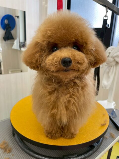 ププちゃん🐶
ポコちゃんに気に入られて1日楽しそうに遊んでいました☺️
お散歩トレーニングではルンルンで楽しそうに歩いていました🎶
🐾🐶愛犬のお悩みご相談ください🐶🐾
@kenkohmura_official
 ↑フォロー待ってます↑

〒955-0091 新潟県三条市上須頃大割４２８−１
☎︎ 0256-35-2571
✉️ info@kenkohmura.jp
HP: https://kenkohmura.jp
LINE: https://lin.ee/7LIz5sb

#犬幸村#犬の幼稚園 #吠える噛む #犬のしつけ #トイレ
 トイプードル トイプードルかわいい トイプードル大好き