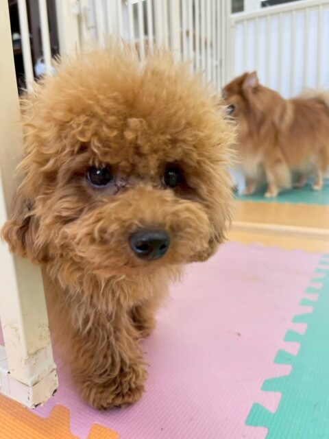 ププちゃん🐶
本日はかなりテンションが高く、本当に一日中ほぼ休まずに走り回ったり、ワンプロを楽しんだりしてすごく楽しんでいました笑　　

🐾🐶愛犬のお悩みご相談ください🐶🐾
@kenkohmura_official
 ↑フォロー待ってます↑

〒955-0091 新潟県三条市上須頃大割４２８−１
☎︎ 0256-35-2571
✉️ info@kenkohmura.jp
HP: https://kenkohmura.jp
LINE: https://lin.ee/7LIz5sb

#犬幸村#犬の幼稚園 #吠える、噛む #犬のしつけ #トイレ
トイプートイプー可愛いトイプー大好きトイプー倶楽部