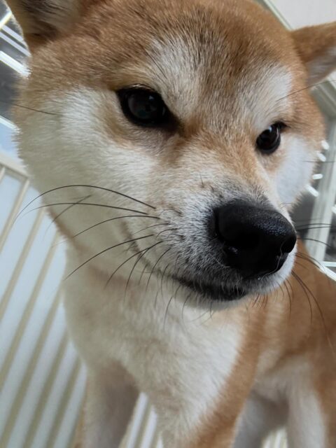 こまちゃん🐶
本日もジョージちゃんに遊びをたくさん誘われてしつこいよ‼️とブチギレていました🤭ですがだんだん二頭とも距離が近くなっていき少し仲良く慣れたと思います👏
🐾🐶愛犬のお悩みご相談ください🐶🐾
@kenkohmura_official
↑フォロー待ってます↑
〒955-0091 新潟県三条市上須頃大割428−1
☎︎ 0256-35-2571
✉️ info@kenkohmura.jp
HP: https://kenkohmura.jp
LINE: https://lin.ee/7LIz5sb
#犬幸村#犬の幼稚園 #吠える、噛む #犬のしつけ #トイレ
柴犬柴犬可愛い柴犬大好き柴犬倶楽部