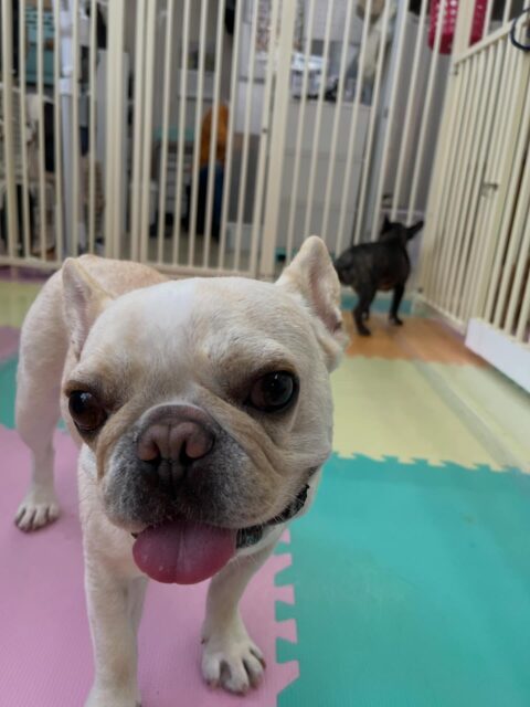 ニコラちゃん🐶
チャリーちゃんが気に入ったみたいで帰る時までずっと楽しそうに遊んでいました🎶
🐾🐶愛犬のお悩みご相談ください🐶🐾
@kenkohmura_official
 ↑フォロー待ってます↑

〒955-0091 新潟県三条市上須頃大割４２８−１
☎︎ 0256-35-2571
✉️ info@kenkohmura.jp
HP: https://kenkohmura.jp
LINE: https://lin.ee/7LIz5sb

#犬幸村#犬の幼稚園 #吠える噛む #犬のしつけ #トイレ
 フレンチブルドッグ フレンチブルドッグかわいい フレンチブルドッグ大好き