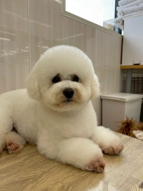 よもぎちゃん🐶
本日もみんなに挨拶をされてみんなに挨拶を返して朝から忙しそうなよもぎちゃんでした🤭
スタッフにもきちんと挨拶をしてくれて本日も可愛すぎました😍

🐾🐶愛犬のお悩みご相談ください🐶🐾
@kenkohmura_official
 ↑フォロー待ってます↑

〒955-0091 新潟県三条市上須頃大割４２８−１
☎︎ 0256-35-2571
✉️ info@kenkohmura.jp
HP: https://kenkohmura.jp
LINE: https://lin.ee/7LIz5sb

#犬幸村#犬の幼稚園 #吠える、噛む #犬のしつけ #トイレ
ミックスミックス犬ミックス犬可愛いミックス犬大好き