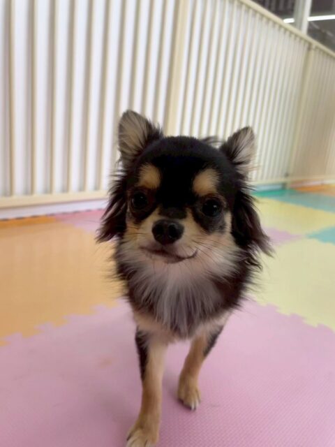 きりまるちゃん＆まろちゃん🐶
⁡
きりまるちゃんは、NICOPETにいる子と元気よくわんプロをしたり柵越しに夏紬ちゃんとお喋りしていました！😄
まろちゃんは、自分から他の子の匂いを嗅ぎ行ったりスタッフの膝の上に乗ったりして過ごしていました！☺️
⁡
🐾🐶愛犬のお悩みご相談ください🐶🐾
@kenkohmura_official
↑フォロー待ってます↑

☎︎ 0〒955-0091 新潟県三条市上須頃大割４２８−１256-35-2571
✉️ info@kenkohmura.jp
HP: https://kenkohmura.jp
LINE: https://lin.ee/7LIz5sb

#犬幸村#犬の幼稚園 #吠える、噛む #犬のしつけ #トイレ チワワ チワワ大好き チワワとの生活