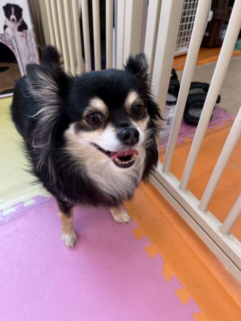 タッチちゃん🐶
⁡
今日は、ももたろうちゃんに匂いを嗅いでもらっていたり、自分から他の子の匂いを嗅いだりしていました！😁
また、店内へお散歩に行った時はスタッフの隣についてるんるんしながらお散歩していました！😆
⁡
🐾🐶愛犬のお悩みご相談ください🐶🐾
@kenkohmura_official
↑フォロー待ってます↑

☎︎ 0〒955-0091 新潟県三条市上須頃大割４２８−１256-35-2571
✉️ info@kenkohmura.jp
HP: https://kenkohmura.jp
LINE: https://lin.ee/7LIz5sb

#犬幸村#犬の幼稚園 #吠える、噛む #犬のしつけ #トイレ チワワ チワワ可愛い チワワ大好きさんと繋がりたい