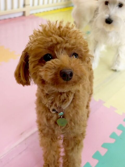ルナちゃん🐶
⁡
今日は、モカちゃんに「何してるのー！」と話しかけられたり匂いを嗅いでもらったりしていました！🥰
また、スタッフがカメラを向けると少しニコッとした可愛らしい表情の写真が撮れました！😍
⁡
🐾🐶愛犬のお悩みご相談ください🐶🐾
@kenkohmura_official
↑フォロー待ってます↑

☎︎ 0〒955-0091 新潟県三条市上須頃大割４２８−１256-35-2571
✉️ info@kenkohmura.jp
HP: https://kenkohmura.jp
LINE: https://lin.ee/7LIz5sb

#犬幸村#犬の幼稚園 #吠える、噛む #犬のしつけ #トイレ トイプードル トイプードル可愛い トイプードル大好き