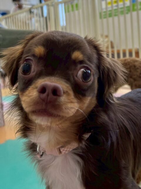 今日幼稚園体験に来てくれました！🐶
⁡
最初の方は、初めての場所で少し緊張していたこともあり他の子にグイグイ来られると戸惑っていました！😊
また、だんだん慣れてくるとNICOPETにいる小さい子と楽しそうに走り回ったりして遊んでいました！😆
⁡
🐾🐶愛犬のお悩みご相談ください🐶🐾
@kenkohmura_official
↑フォロー待ってます↑

☎︎ 0〒955-0091 新潟県三条市上須頃大割４２８−１256-35-2571
✉️ info@kenkohmura.jp
HP: https://kenkohmura.jp
LINE: https://lin.ee/7LIz5sb

#犬幸村#犬の幼稚園 #吠える、噛む #犬のしつけ #トイレ ミックス犬 ミックス犬大好き ミックス犬との暮らし