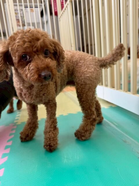 もこちゃん🐶
本日はいろんな子達のお尻の匂いを嗅いだり、挨拶をしたりしてコミュニケーションをとっていました🤭

自分がお尻を嗅がれるとやめて‼️と最初は怒っていましたがだんだんと匂いを嗅いでも起こらなくなってきていました

🐾🐶愛犬のお悩みご相談ください🐶🐾
@kenkohmura_official
 ↑フォロー待ってます↑

〒955-0091 新潟県三条市上須頃大割４２８−１
☎︎ 0256-35-2571
✉️ info@kenkohmura.jp
HP: https://kenkohmura.jp
LINE: https://lin.ee/7LIz5sb

#犬幸村#犬の幼稚園 #吠える、噛む #犬のしつけ #トイレ
トイプートイプー可愛いトイプー倶楽部トイプー大好き