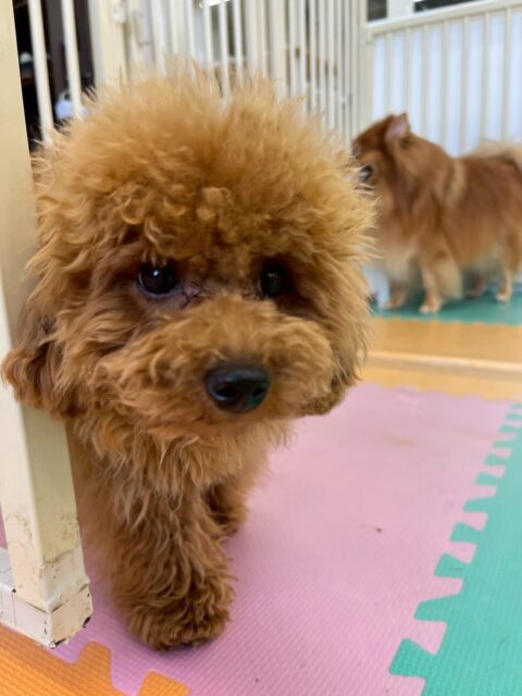 ププちゃん🐶
⁡
今日は、朝からNICOPETにいる子達と全力で走り回ったりわんプロしたりしていました！😊
また、店内へお散歩に行った時は他の子の声が少し気にしながらも上手に歩くことができていました！😆
⁡
🐾🐶愛犬のお悩みご相談ください🐶🐾
@kenkohmura_official
↑フォロー待ってます↑

☎︎ 0〒955-0091 新潟県三条市上須頃大割４２８−１256-35-2571
✉️ info@kenkohmura.jp
HP: https://kenkohmura.jp
LINE: https://lin.ee/7LIz5sb

#犬幸村#犬の幼稚園 #吠える、噛む #犬のしつけ #トイレ トイプードル トイプードル大好き トイプードル大好きさんと繋がりたい