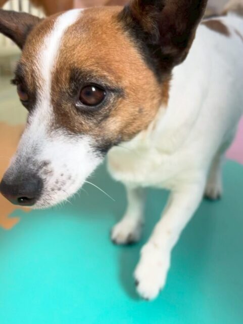 麦ちゃん🐶
本日もニコペットのちびっ子達に麦先生をしてくれていたり、やん丸やビビちゃん、モコちゃん達と挨拶をしたりして過ごしていました🤭

スタッフへの構ってアピールもすごくいっぱいしてくれて可愛すぎました😍

🐾🐶愛犬のお悩みご相談ください🐶🐾
@kenkohmura_official
 ↑フォロー待ってます↑

〒955-0091 新潟県三条市上須頃大割４２８−１
☎︎ 0256-35-2571
✉️ info@kenkohmura.jp
HP: https://kenkohmura.jp
LINE: https://lin.ee/7LIz5sb

#犬幸村#犬の幼稚園 #吠える、噛む #犬のしつけ #トイレ
ジャックラッセルテリアジャックラッセルテリア可愛いジャックラッセルテリア大好きジャックラッセルテリア倶楽部