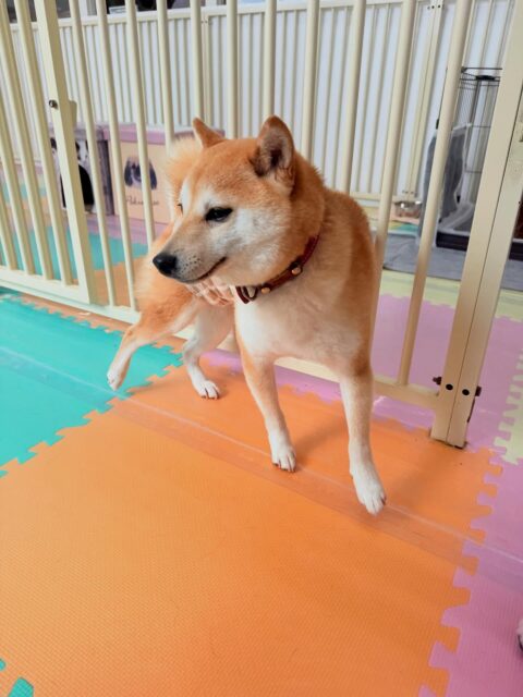 寅丸ちゃん🐶
⁡
今日は、仲良しの夏紬ちゃんに「遊ぼうよー！」と遊びに誘われると一緒にお喋りしたりして過ごしていました！😊
また、スタッフにヒップアタックをして構ってアピールしていたり、店内へお散歩行った時は楽しそうにお散歩していました！😁
⁡
🐾🐶愛犬のお悩みご相談ください🐶🐾
@kenkohmura_official
↑フォロー待ってます↑

☎︎ 0〒955-0091 新潟県三条市上須頃大割４２８−１256-35-2571
✉️ info@kenkohmura.jp
HP: https://kenkohmura.jp
LINE: https://lin.ee/7LIz5sb

#犬幸村#犬の幼稚園 #吠える、噛む #犬のしつけ #トイレ 豆柴 豆柴大好き 豆柴可愛い