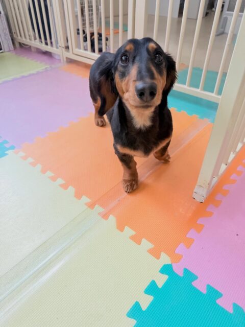 ももたろうちゃん🐶
⁡
今日は、スタッフが作業をしていると足元でのんびりくつろぎながら園内を見渡していました！😊
また、スタッフが別の場所に移動すると「なんでそっち行っちゃうの！」と少し寂しそうな声を出していました！🥰
⁡
🐾🐶愛犬のお悩みご相談ください🐶🐾
@kenkohmura_official
↑フォロー待ってます↑

☎︎ 0〒955-0091 新潟県三条市上須頃大割４２８−１256-35-2571
✉️ info@kenkohmura.jp
HP: https://kenkohmura.jp
LINE: https://lin.ee/7LIz5sb

#犬幸村#犬の幼稚園 #吠える、噛む #犬のしつけ #トイレ ミニチュアダックスフンド ミニチュアダックスフンド可愛い ミニチュアダックスフンドとの暮らし