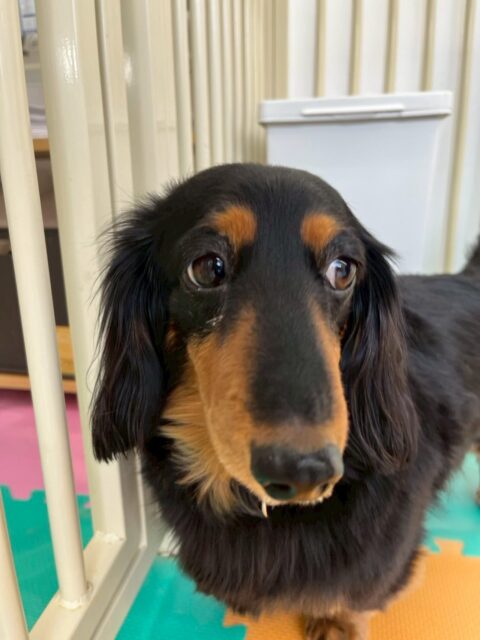 クッキーちゃん🐶
⁡
今日は、スタッフが抱っこしようとすると転がってお腹を出していたり、自分からタッチの匂いを嗅ぎに行ったりしていました！😆
また、店内へお散歩に行った時はスタッフと同じペースで上手に歩いていました！🥰
⁡
🐾🐶愛犬のお悩みご相談ください🐶🐾
@kenkohmura_official
↑フォロー待ってます↑

☎︎ 0〒955-0091 新潟県三条市上須頃大割４２８−１256-35-2571
✉️ info@kenkohmura.jp
HP: https://kenkohmura.jp
LINE: https://lin.ee/7LIz5sb

#犬幸村#犬の幼稚園 #吠える、噛む #犬のしつけ #トイレ ミニチュアダックスフンド ミニチュアダックスフンドとの生活 ミニチュアダックスフンド大好きさん