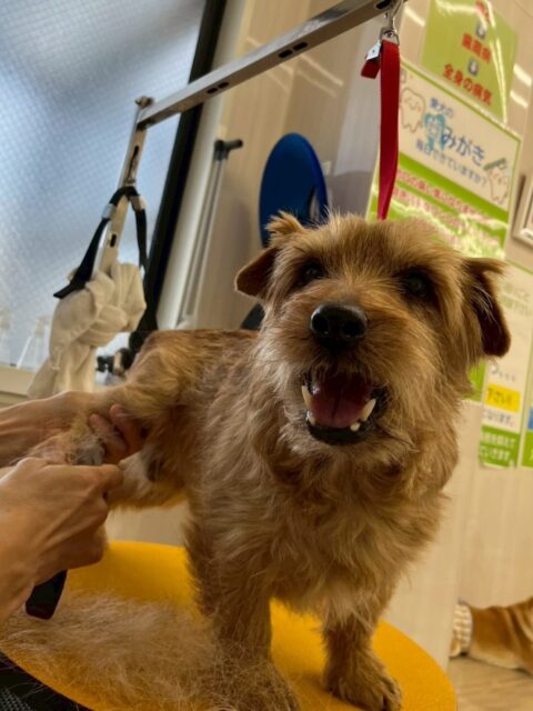 ゴローちゃん🐶
⁡
今日は、幼稚園に来るとのんびり園内を散策していたり、他の子の匂いを嗅ぎ行ったりしていました！🥰
また、いつもとは違うスタッフがプラッキングをしていると「いつもの人じゃないよ、、？」と少し戸惑っていました！🤣
⁡
🐾🐶愛犬のお悩みご相談ください🐶🐾
@kenkohmura_official
↑フォロー待ってます↑

☎︎ 0〒955-0091 新潟県三条市上須頃大割４２８−１256-35-2571
✉️ info@kenkohmura.jp
HP: https://kenkohmura.jp
LINE: https://lin.ee/7LIz5sb

#犬幸村#犬の幼稚園 #吠える、噛む #犬のしつけ #トイレ ノーフォークテリア ノーフォークテリアのプラッキング ノーフォークテリアとの暮らし