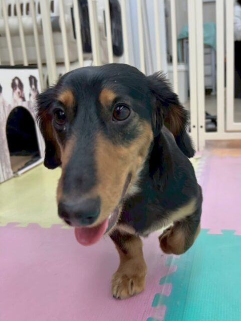 ももたろうちゃん🐶
本日はニコペットのちびっ子達やれおちゃん、ぽん太達と走り回ったり、挨拶をし合ったりしてコミュニケーションをとっていました👍

🐾🐶愛犬のお悩みご相談ください🐶🐾
@kenkohmura_official
 ↑フォロー待ってます↑

〒955-0091 新潟県三条市上須頃大割４２８−１
☎︎ 0256-35-2571
✉️ info@kenkohmura.jp
HP: https://kenkohmura.jp
LINE: https://lin.ee/7LIz5sb

#犬幸村#犬の幼稚園 #吠える、噛む #犬のしつけ #トイレ
ダックスダックス可愛いダックス倶楽部ダックス大好き