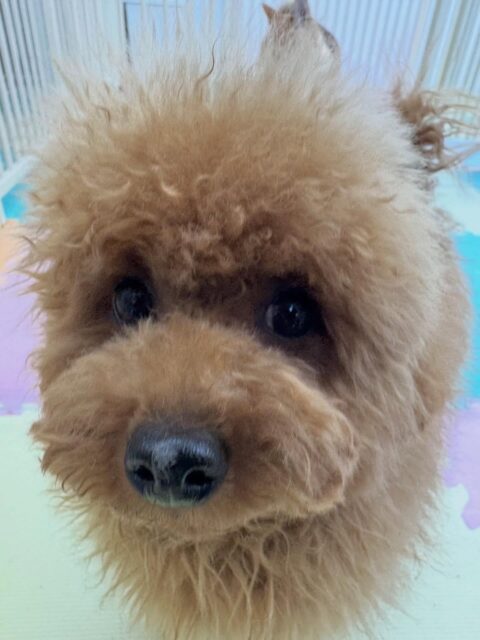 ププちゃん🐶
本日は、のりまきちゃんや、ジョージちゃん、ぽん太達と走り回ったり、ワンプロを繰り広げていました🤭
お散歩も相変わらず楽しそうに歩いてくれるのでこちらも嬉しいです👏
🐾🐶愛犬のお悩みご相談ください🐶🐾
@kenkohmura_official
↑フォロー待ってます↑
〒955-0091 新潟県三条市上須頃大割428−1
☎︎ 0256-35-2571
✉️ info@kenkohmura.jp
HP: https://kenkohmura.jp
LINE: https://lin.ee/7LIz5sb
#犬幸村#犬の幼稚園 #吠える、噛む #犬のしつけ #トイレ
トイプートイプー可愛いトイプー大好きトイプー倶楽部