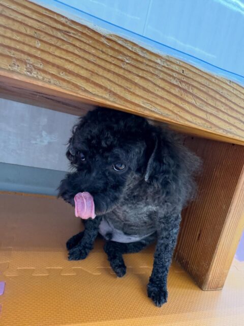 イブちゃん&ルイちゃん🐶
本日歯磨きトレーニングを開始して1年6ヶ月が経ちました
歯磨きや歯の状態もキープできているのでこのまま継続していきましょう✊
園内でイブちゃんは、スタッフに構ってアピールをしたり、
いろんな子達にちょっかいを出されたりしてなんだよ‼️と、キレていました🤭
ルイちゃんは、ププちゃんや、のりまきちゃん、ぽん太達といっしょに走り回ったりして非常に楽しそうに過ごしていました🤭
🐾🐶愛犬のお悩みご相談ください🐶🐾
@kenkohmura_official
↑フォロー待ってます↑
〒955-0091 新潟県三条市上須頃大割428−1
☎︎ 0256-35-2571
✉️ info@kenkohmura.jp
HP: https://kenkohmura.jp
LINE: https://lin.ee/7LIz5sb
#犬幸村#犬の幼稚園 #吠える、噛む #犬のしつけ #トイレ
トイプートイプー可愛いトイプー大好きトイプー倶楽部