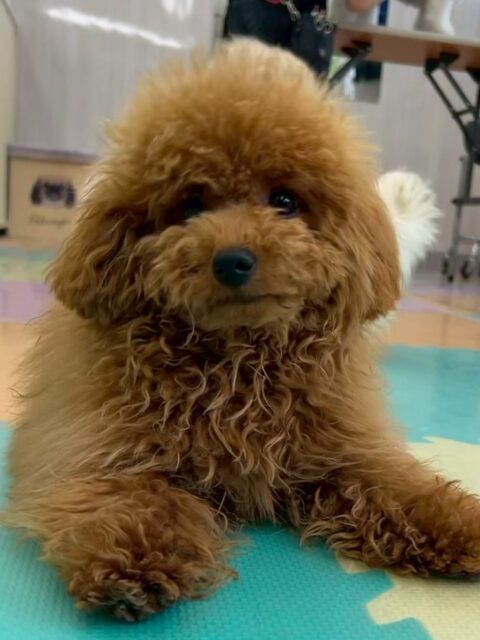 ププちゃん🐶
本日もニコペットのちびっ子達とぽん太といっしょに走り回ったり、おもちゃで遊んだり、ワンプロをしたりして激しい1日を過ごしていました🤭

🐾🐶愛犬のお悩みご相談ください🐶🐾
@kenkohmura_official
 ↑フォロー待ってます↑

〒955-0091 新潟県三条市上須頃大割４２８−１
☎︎ 0256-35-2571
✉️ info@kenkohmura.jp
HP: https://kenkohmura.jp
LINE: https://lin.ee/7LIz5sb

#犬幸村#犬の幼稚園 #吠える、噛む #犬のしつけ #トイレ
トイプートイプー可愛いトイプー大好きトイプー倶楽部