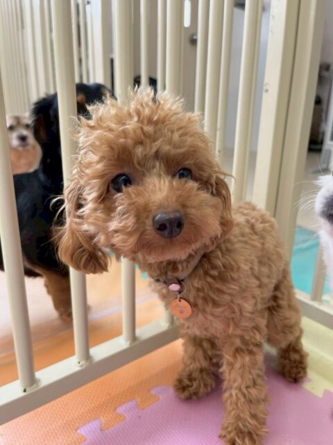 ルナちゃん🐶
本日は、ニコペットのちびっ子達やぽん太達にたくさんちょっかいを出されたりしていましたが、あまり逃げたりせずに自分から匂いを嗅ぎ返したり、挨拶をしたりしていました👍

🐾🐶愛犬のお悩みご相談ください🐶🐾
@kenkohmura_official
 ↑フォロー待ってます↑

〒955-0091 新潟県三条市上須頃大割４２８−１
☎︎ 0256-35-2571
✉️ info@kenkohmura.jp
HP: https://kenkohmura.jp
LINE: https://lin.ee/7LIz5sb

#犬幸村#犬の幼稚園 #吠える、噛む #犬のしつけ #トイレ
トイプートイプー可愛いトイプー大好きトイプー倶楽部