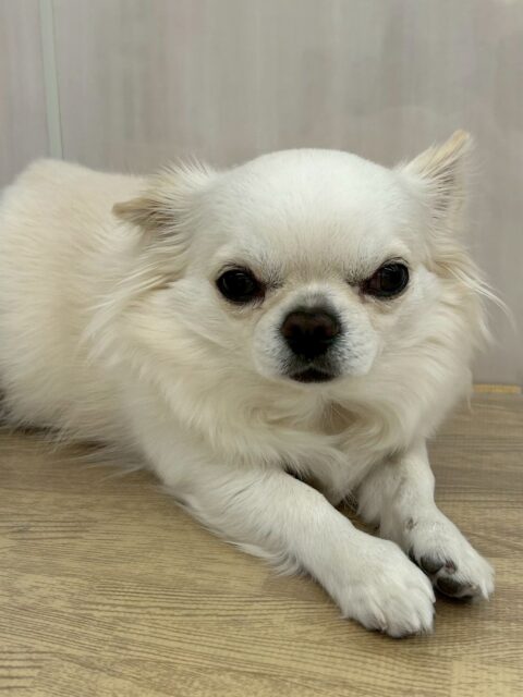 ビビちゃん🐶
本日は、ニコペットのちびっ子達にしつこく遊びに誘われてやん丸の隣でいっしょにしつこいよ‼️とブチギレていました🤭

お散歩トレーニングではすごく歩く量が増えて、あんまりビクビクしなくなり自信がついてきたようでした👍

🐾🐶愛犬のお悩みご相談ください🐶🐾
@kenkohmura_official
 ↑フォロー待ってます↑

〒955-0091 新潟県三条市上須頃大割４２８−１
☎︎ 0256-35-2571
✉️ info@kenkohmura.jp
HP: https://kenkohmura.jp
LINE: https://lin.ee/7LIz5sb

#犬幸村#犬の幼稚園 #吠える、噛む #犬のしつけ #トイレ　
チワワチワワ可愛いチワワ大好きチワワ倶楽部