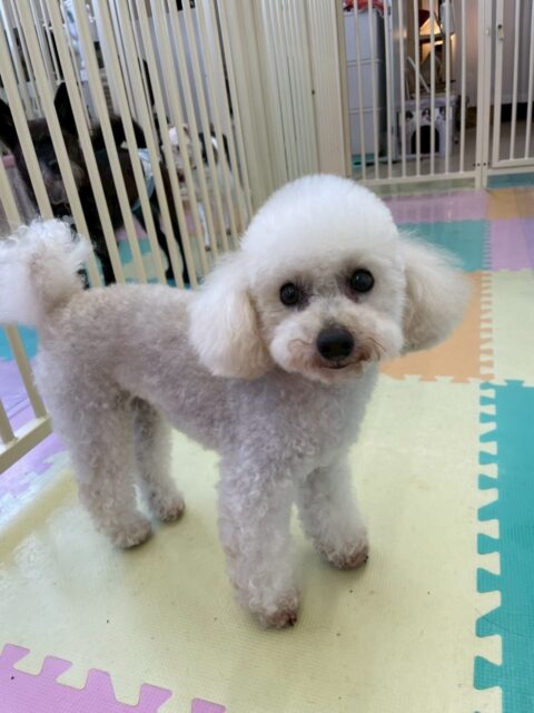 こむぎちゃん🐶
リーウちゃんを叱ったり、ルナちゃんが気になったみたいで追いかけていました😄
🐾🐶愛犬のお悩みご相談ください🐶🐾
@kenkohmura_official
↑フォロー待ってます↑
〒955-0091 新潟県三条市上須頃大割428−1
☎︎ 0256-35-2571
✉️ info@kenkohmura.jp
HP: https://kenkohmura.jp
LINE: https://lin.ee/7LIz5sb
#犬幸村#犬の幼稚園 #吠える噛む #犬のしつけ #トイレ
トイプードル トイプードル可愛い トイプードル大好き