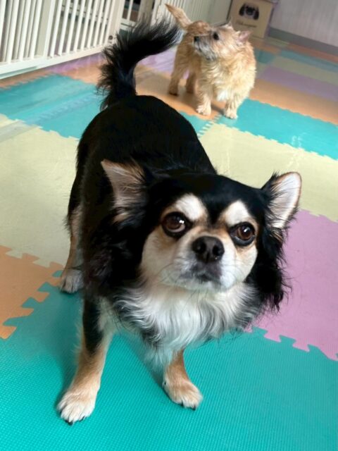 ゴロー丸ちゃん🐶
本日はももたろうちゃんの匂いを後ろから嗅いだり、もこちゃんやビビちゃん達と挨拶をしたりして過ごしていました🤭

お散歩トレーニングでは、ニコペットのスタッフの方に外でのだっこや、お散歩をしてもらいました👍

🐾🐶愛犬のお悩みご相談ください🐶🐾
@kenkohmura_official
 ↑フォロー待ってます↑

〒955-0091 新潟県三条市上須頃大割４２８−１
☎︎ 0256-35-2571
✉️ info@kenkohmura.jp
HP: https://kenkohmura.jp
LINE: https://lin.ee/7LIz5sb

#犬幸村#犬の幼稚園 #吠える、噛む #犬のしつけ #トイレ
チワワチワワ可愛いチワワ大好きチワワ倶楽部