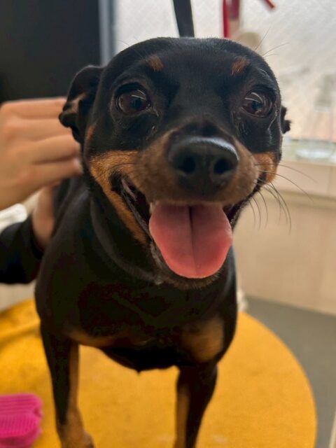 クールちゃん＆カノアちゃん🐶
本日クールちゃんはやん丸や麦ちゃん、よもぎちゃん達に挨拶をしたり、ニコペットのちびっ子達に遊びに誘われて追いかけっこをしたりしていました🤭

カノアちゃんもみんなに挨拶をしてしっかりとコミュニケーションをとっていました👍ニコペットのちびっ子達にも優しく接していてよかったです👏

🐾🐶愛犬のお悩みご相談ください🐶🐾
@kenkohmura_official
 ↑フォロー待ってます↑

〒955-0091 新潟県三条市上須頃大割４２８−１
☎︎ 0256-35-2571
✉️ info@kenkohmura.jp
HP: https://kenkohmura.jp
LINE: https://lin.ee/7LIz5sb

#犬幸村#犬の幼稚園 #吠える、噛む #犬のしつけ #トイレ
ミニピンミニピン可愛いミックスミックス犬