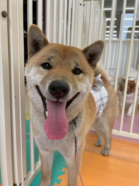 チャリーちゃん🐶
本日は、ジョージちゃんや、ニコペットのスタンダードプードルちゃん達と走り回ったりしてすごく楽しそうにしてはしゃいでいました🤭
お散歩もペースを合わせてくれて上手に歩けていました👍
🐾🐶愛犬のお悩みご相談ください🐶🐾
@kenkohmura_official
↑フォロー待ってます↑
〒955-0091 新潟県三条市上須頃大割428−1
☎︎ 0256-35-2571
✉️ info@kenkohmura.jp
HP: https://kenkohmura.jp
LINE: https://lin.ee/7LIz5sb
#犬幸村#犬の幼稚園 #吠える、噛む #犬のしつけ #トイレ
柴犬柴犬可愛い柴犬大好き柴犬倶楽部