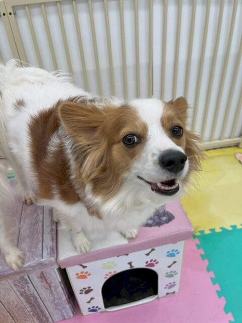 マロンちゃん🐶
本日もマロンちゃんが大好きなリラちゃんといっしょに椅子の上で戯れあったり、挨拶をしあったりして幸せそうに暮らしていました🤭
🐾🐶愛犬のお悩みご相談ください🐶🐾
@kenkohmura_official
↑フォロー待ってます↑
〒955-0091 新潟県三条市上須頃大割428−1
☎︎ 0256-35-2571
✉️ info@kenkohmura.jp
HP: https://kenkohmura.jp
LINE: https://lin.ee/7LIz5sb
#犬幸村#犬の幼稚園 #吠える、噛む #犬のしつけ #トイレ
パピヨンパピヨン可愛いパピヨン大好きパピヨン倶楽部