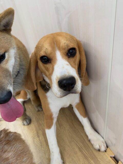 ジョージちゃん🐶
本日は、すごく仲良しのチャリーちゃんと1日中遊び回っていてお互い引かずにずーっと戯れあったりしてすごく楽しそうにして過ごしていました🤭
🐾🐶愛犬のお悩みご相談ください🐶🐾
@kenkohmura_official
↑フォロー待ってます↑
〒955-0091 新潟県三条市上須頃大割428−1
☎︎ 0256-35-2571
✉️ info@kenkohmura.jp
HP: https://kenkohmura.jp
LINE: https://lin.ee/7LIz5sb
#犬幸村#犬の幼稚園 #吠える、噛む #犬のしつけ #トイレ
ビーグルビーグル可愛いビーグル大好きビーグル倶楽部