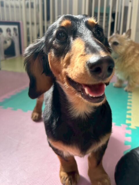 ももたろうちゃん🐶
本日はスタッフの後ろを追いかけたり、ちびっ子達に遊びを誘われたりしていました🤭
だんだん幼稚園にも慣れてきたようで最初のピリピリした感じはだいぶ和らいだように感じました👍

🐾🐶愛犬のお悩みご相談ください🐶🐾
@kenkohmura_official
 ↑フォロー待ってます↑

〒955-0091 新潟県三条市上須頃大割４２８−１
☎︎ 0256-35-2571
✉️ info@kenkohmura.jp
HP: https://kenkohmura.jp
LINE: https://lin.ee/7LIz5sb

#犬幸村#犬の幼稚園 #吠える、噛む #犬のしつけ #トイレ
ダックスダックス可愛いダックス倶楽部ダックス大好き