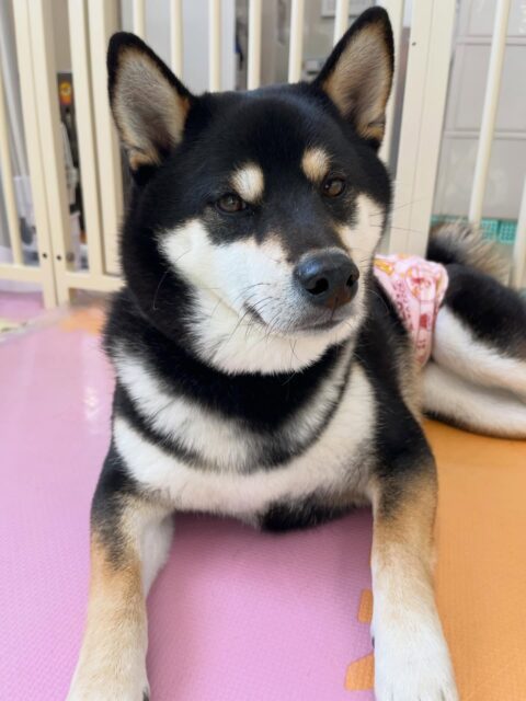 北斗ちゃん🐶
仲良しのポコちゃんにヒップアタックしたり楽しそうに遊んでいました🎶
服の練習では一回目はイヤイヤありましたが何回かやってくととても上手にさせてくれました👏
🐾🐶愛犬のお悩みご相談ください🐶🐾
@kenkohmura_official
↑フォロー待ってます↑
〒955-0091 新潟県三条市上須頃大割428−1
☎︎ 0256-35-2571
✉️ info@kenkohmura.jp
HP: https://kenkohmura.jp
LINE: https://lin.ee/7LIz5sb
#犬幸村#犬の幼稚園 #吠える噛む #犬のしつけ #トイレ
柴犬 柴犬可愛い 柴犬だいすき