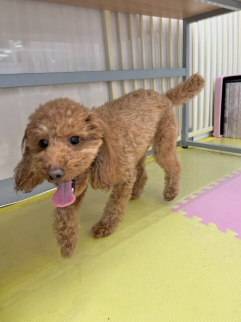 チコちゃん🐶
本日歯磨きトレーニングを開始して1年6ヶ月が経ちました歯磨きは奥歯の方もだんだん上手になり、歯の状態も非常に良好でした‼️このまま継続を意識していきましょう✊

園内では、いろんな子達の匂いを嗅いだり、モカちゃんやププちゃん達に逆に匂いを嗅がれたりして追いかけあったりして楽しんでいました🤭

🐾🐶愛犬のお悩みご相談ください🐶🐾
@kenkohmura_official
 ↑フォロー待ってます↑

〒955-0091 新潟県三条市上須頃大割４２８−１
☎︎ 0256-35-2571
✉️ info@kenkohmura.jp
HP: https://kenkohmura.jp
LINE: https://lin.ee/7LIz5sb

#犬幸村#犬の幼稚園 #吠える、噛む #犬のしつけ #トイレ
トイプートイプー可愛いトイプー大好きトイプー倶楽部