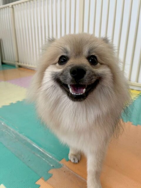 ぽん太ちゃん🐶
本日から歯磨きトレーニングスタートです‼️初めてだったので口周りを触る練習や抱っこの体制の練習をしました‼️だんだん慣れていけるように頑張りましょう✊
園内では、ナイスヤンチャっぷりを見せてくれておとなしい組の中で1番ヤンチャでした🤭午後からはヤンチャ組に入ってみたりもして楽しそうに過ごしていました👍
🐾🐶愛犬のお悩みご相談ください🐶🐾
@kenkohmura_official
↑フォロー待ってます↑
〒955-0091 新潟県三条市上須頃大割428−1
☎︎ 0256-35-2571
✉️ info@kenkohmura.jp
HP: https://kenkohmura.jp
LINE: https://lin.ee/7LIz5sb
#犬幸村#犬の幼稚園 #吠える、噛む #犬のしつけ #トイレ
ポメラニアンポメラニアン可愛いポメラニアン倶楽部ポメラニアン大好き